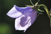06 kimalainen